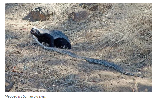 Honey badger: an animal that is not afraid of anyone. - Story, Story, Animals, Honey badger, Informative, Yandex Zen, Video, Longpost