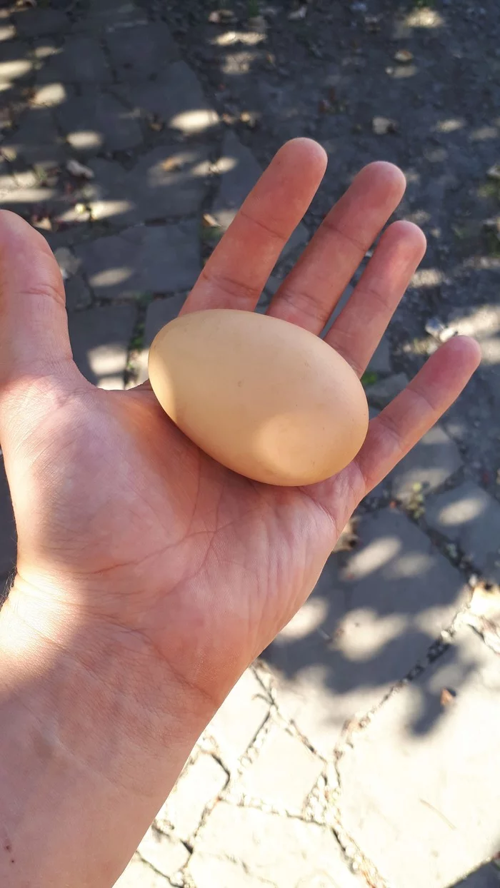 Three-yolk eggs. First experience. - My, Сельское хозяйство, Hen, Broilers, Eggs, Longpost, Yolk