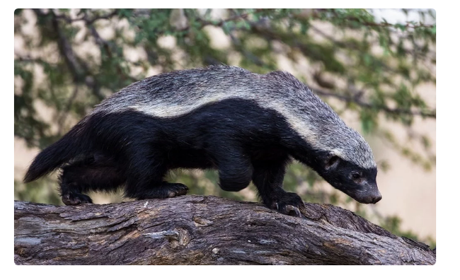 Honey badger: an animal that is not afraid of anyone. - Story, Story, Animals, Honey badger, Informative, Yandex Zen, Video, Longpost