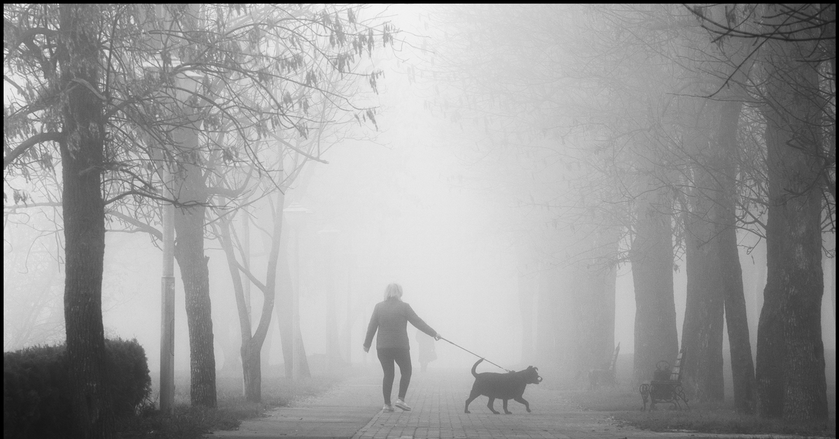 Гуляем с белой. Утренняя прогулка. Прогулка чб. Человек и собака в тумане. Прогулка ранним утром.