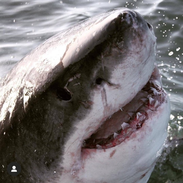 Здрасте, а стоматолог не проплывал?