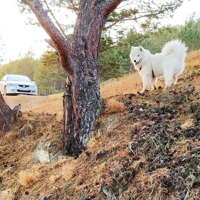 How far from home do you walk your dog? - My, Samoyed, Baikal, Large holoustol, Longpost, Dog