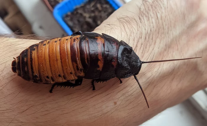 Notes from the Terrariumist Chapter 10: Madagascar cockroaches - My, Madagascar cockroach, Terrariumistics, Animals, Exotic animals, Longpost