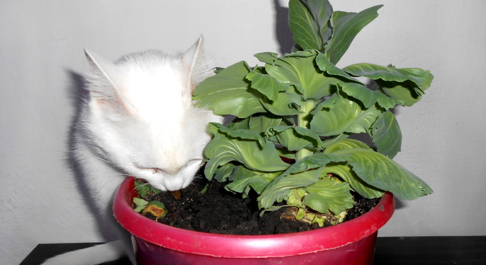 Кота грызуна в ленту вам на! Без лампы, но с капустой