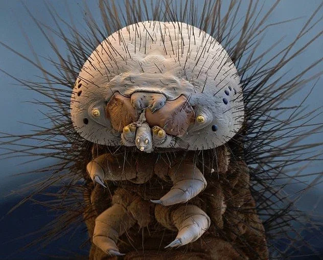 Who ate the fur coat? - Larva, Moth, Macro photography