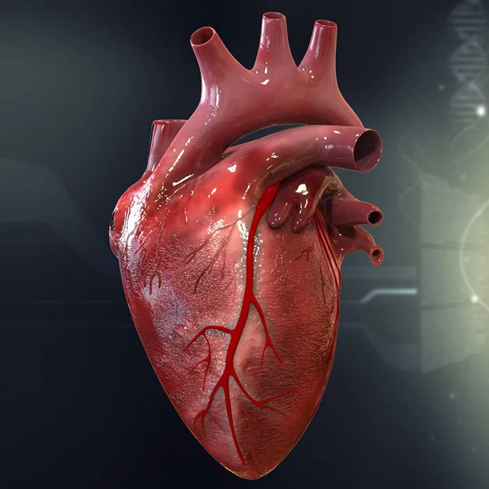 Heart vessels - My, The medicine, Health, Heart, Vessels, Cardiology, Longpost