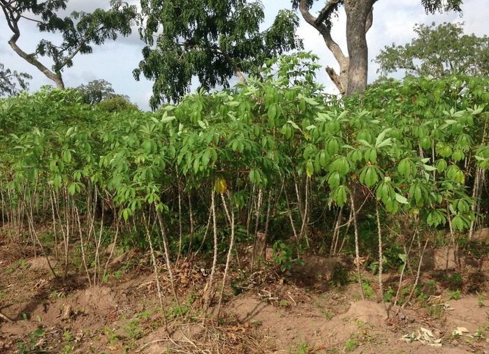 Cassava is the bread of Africa. - Cassava, Сельское хозяйство, Longpost