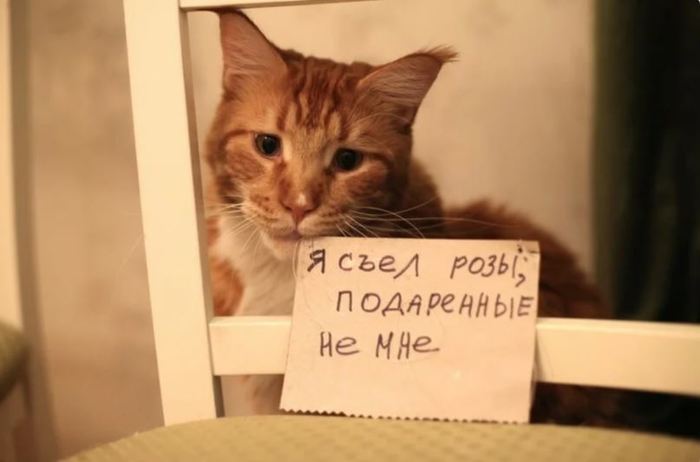 Don't Underestimate People | Diary of Red Cat - My, Humor, Funny, cat, Catomafia, GIF, Longpost, Story