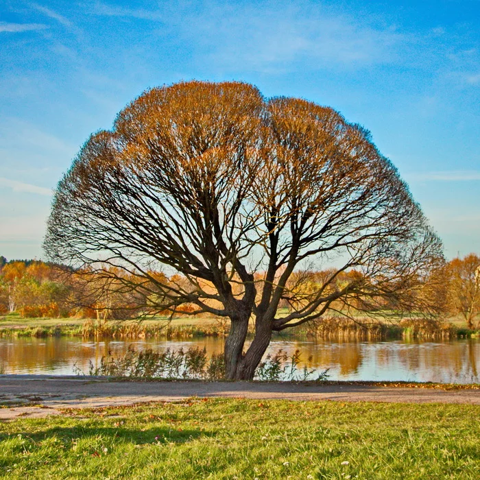 Autumn. Minsk. +20. - My, The photo, Canon 650d, Minsk, Nature, Lightroom, I want criticism, Longpost