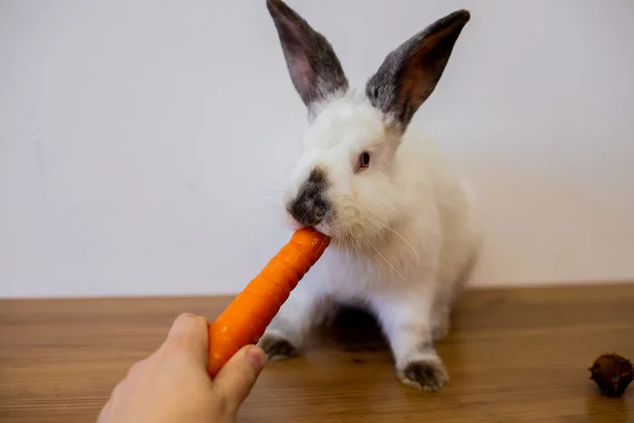 Her name is Ksyushka. - My, Rabbit, White Rabbit, Animal Rescue, Foundling, Real life story, Longpost