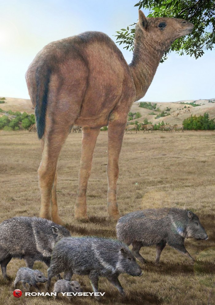Titanotylopus - Camels, Mammals, Cenozoic, Paleontology, Longpost