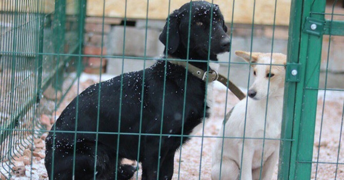 в чехии нет бездомных животных. собачий приют магнитогорск. животные магнитогорск. бездомные животные магнитогорск. камышлов отлов собак.