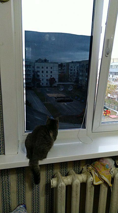 Feeder on the window - My, Birds, cat, Trough, Longpost, Video