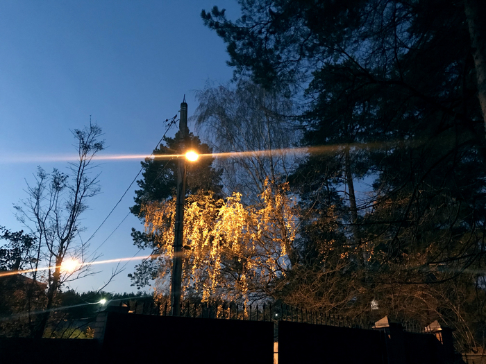 Вся листва опала, но этот фонарь помогает березе продержаться подольше