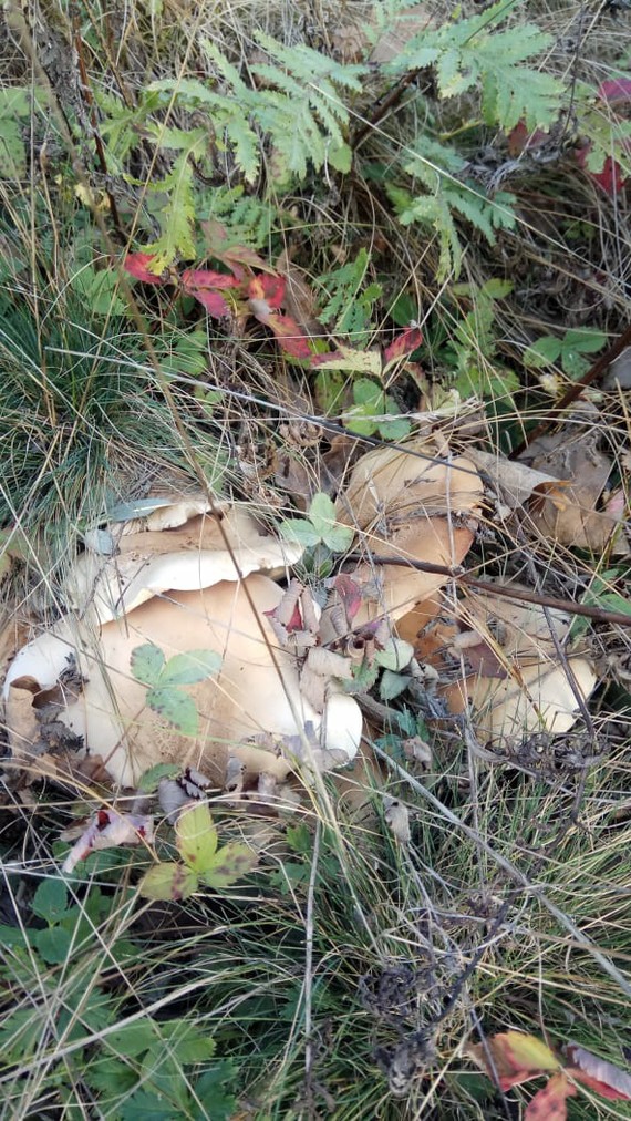 Help identify mushrooms - My, Mushrooms, Identification, Longpost