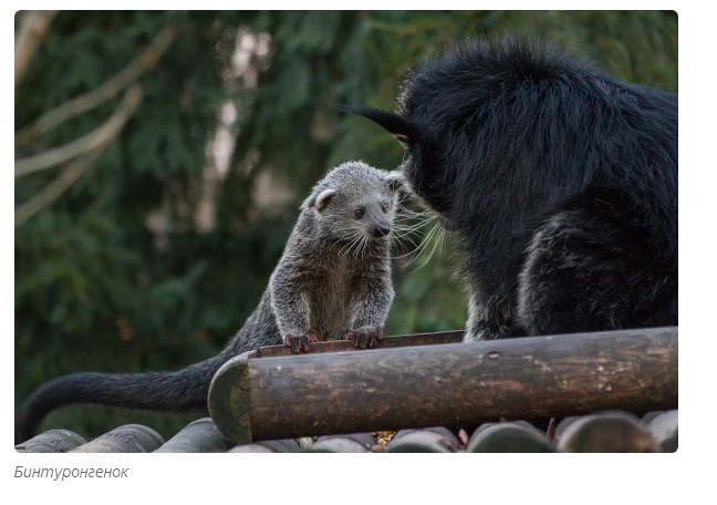 Gula: cat bear. - Animals, Moscow Zoo, Informative, Yandex Zen, Longpost, Binturong