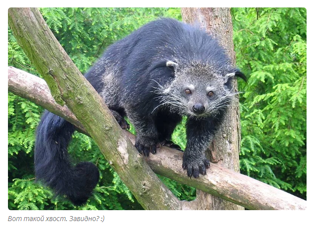 Gula: cat bear. - Animals, Moscow Zoo, Informative, Yandex Zen, Longpost, Binturong