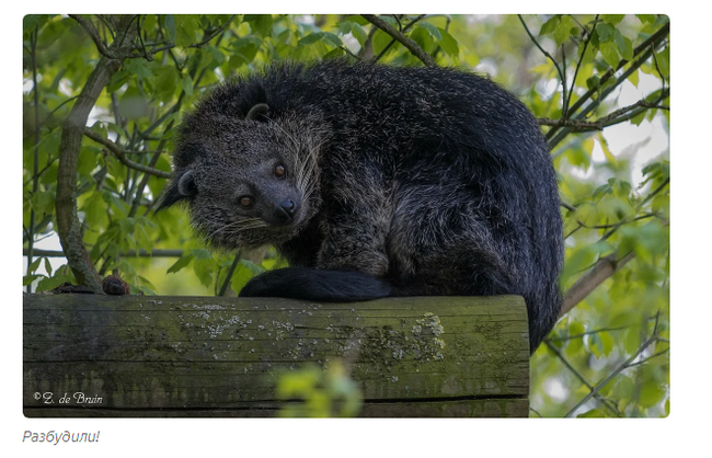 Gula: cat bear. - Animals, Moscow Zoo, Informative, Yandex Zen, Longpost, Binturong