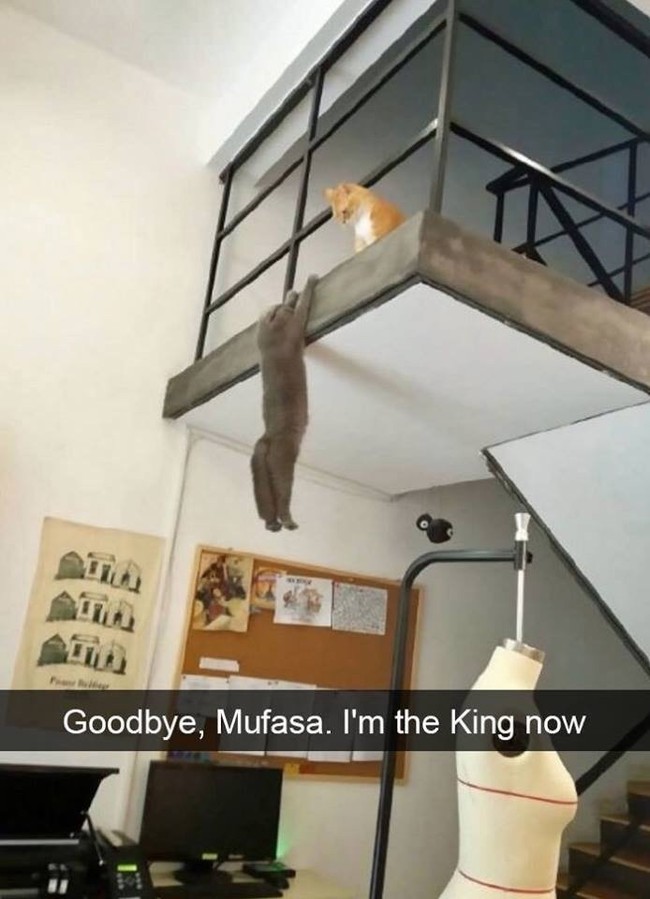 King Cat - cat, Catomafia, The lion king, From the network