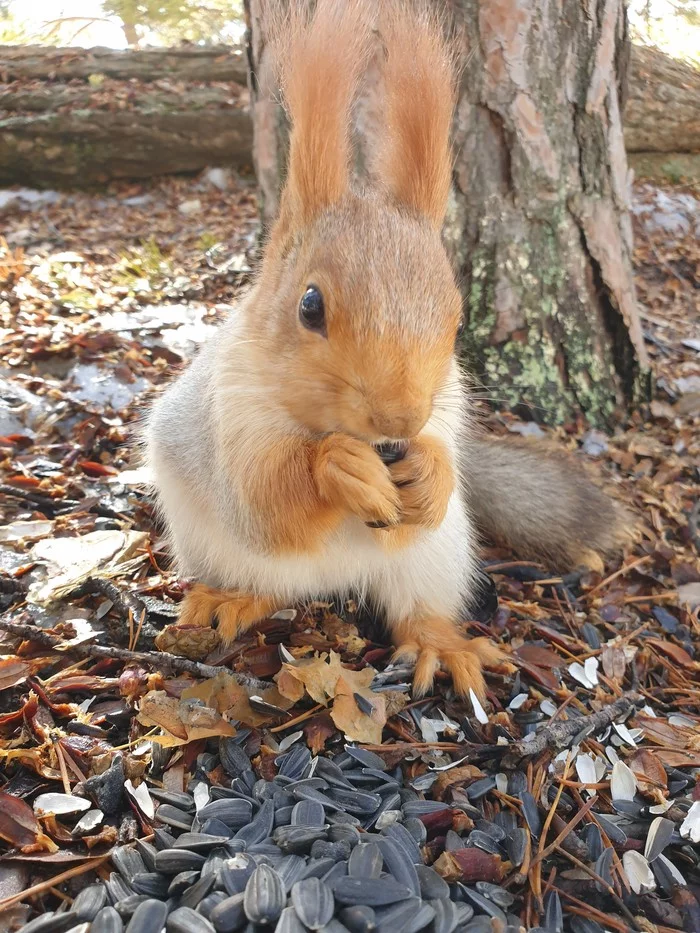 Nature of Karkaralinsk - Animals, Steppe, Forest, The mountains, Squirrel, Longpost