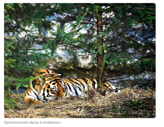 Amur tiger: divine hunter. - Animals, Amur tiger, Moscow Zoo, Informative, Yandex Zen, Video, Longpost, Tiger