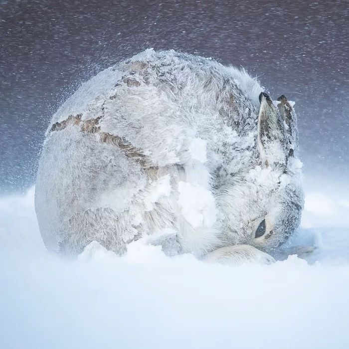 Snow hare - The photo, Animals, Hare, Snow, White hare, Wild animals