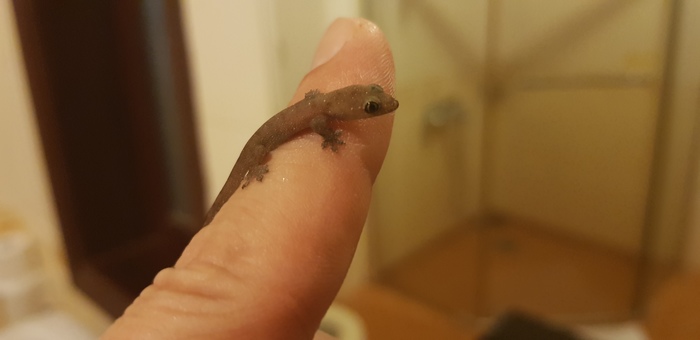 Hello - My, Suddenly, Greetings, Gecko