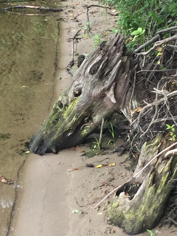 Photo on the banks of the Volga - My, The Dragon, Similarity