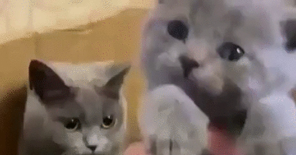 Don't touch it, it's mine! - cat, Kittens, Catomafia, Pets, Mum, Protection, Care, GIF