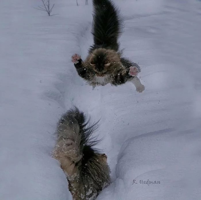 The kings of winter are Norwegian forest cats. - Catomafia, cat, Norwegian Forest Cat, Animals, Longpost