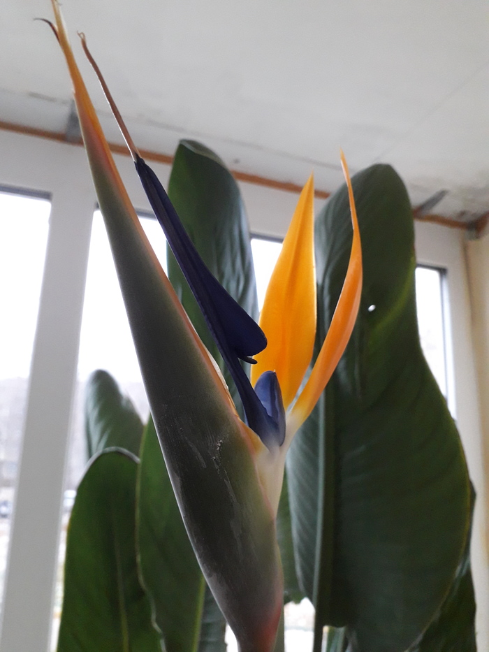 Стрелиция (Райская птица).