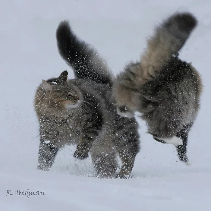 Шикарные норвежские лесные кошки, которые огромны, пушисты и обожают снег Кот, Норвежский лесной кот, Снег, Финляндия, Длиннопост, Фотосессия