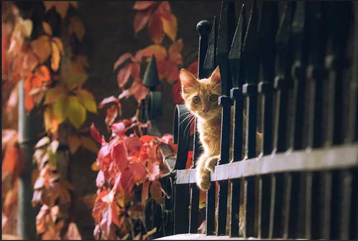 The leaves turned red, the cats turned red. Autumn! - cat, Catomafia, Autumn