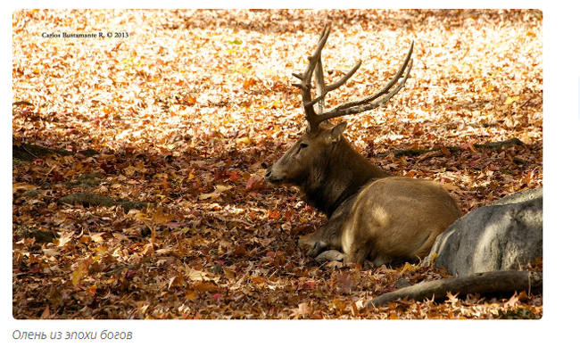 Deer Unicorn: A Vanishing Tale. - Story, Story, Animals, Deer, Moscow Zoo, Informative, Yandex Zen, Longpost, Deer