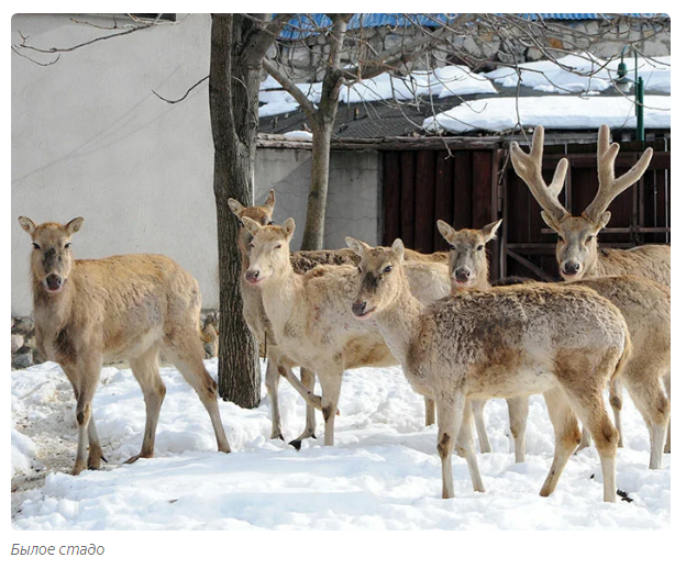 Deer Unicorn: A Vanishing Tale. - Animals, Deer, Moscow Zoo, Informative, Yandex Zen, Longpost