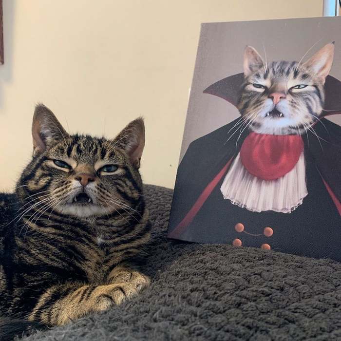 Идеальный портрет Кот, Вампиры, Дракула, Хэллоуин, Reddit