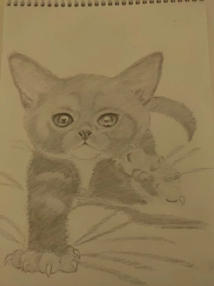 Kitya - My, Drawing, Pencil drawing, cat, Kittens, Paws