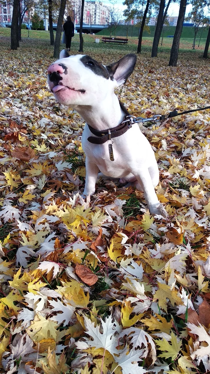 Autumn dog - My, Bull terrier, Autumn, Dog