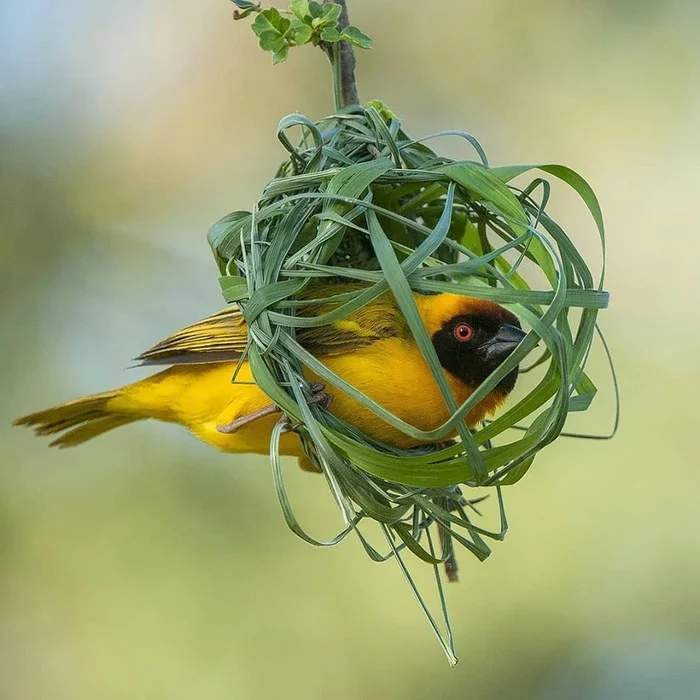 Housewarming coming soon - Birds, Nature, Nest, Weavers