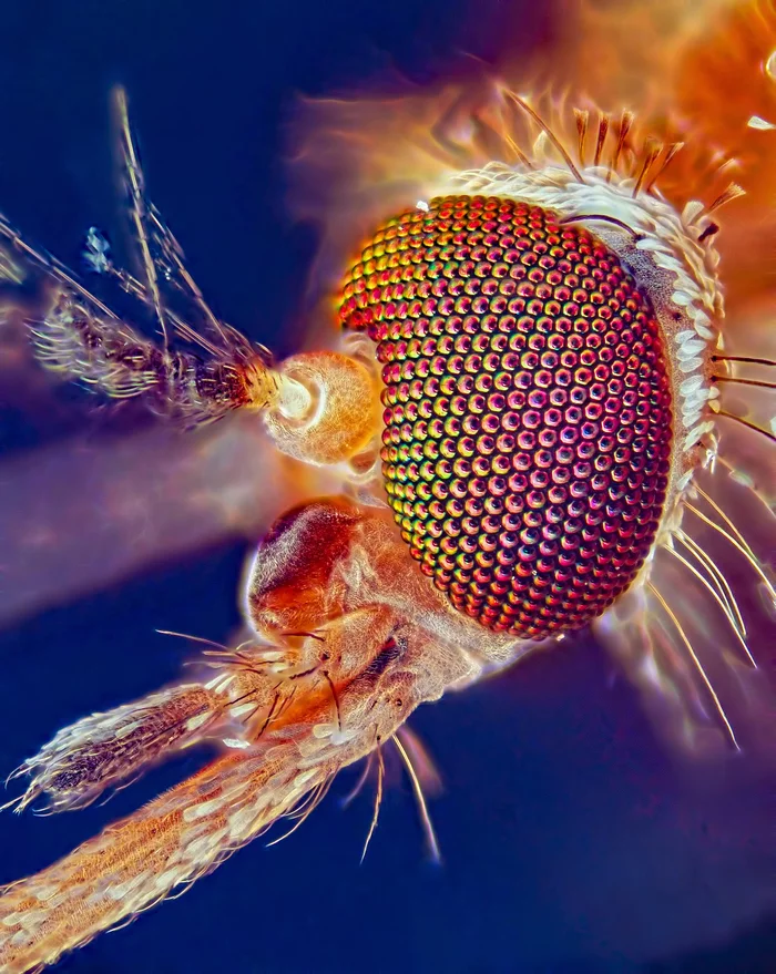 Don't be afraid of the mosquito... - My, Macro photography, Mosquitoes, Microscope, Staking, Facet eye