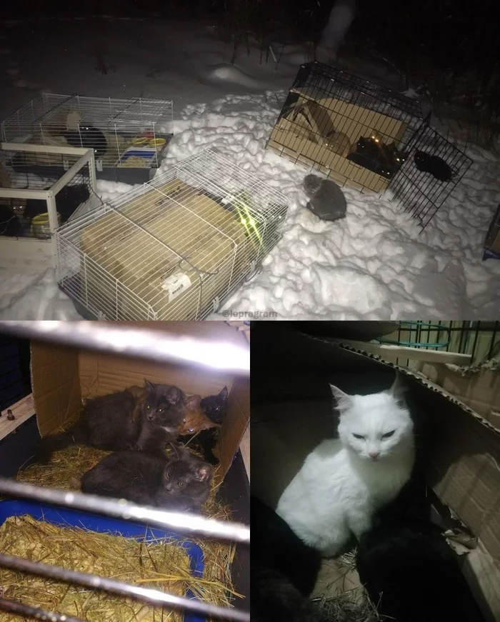 On a highway near Surgut, some idiot left 28 cats locked in cages in the snow in the forest - Russia, Surgut, Animal abuse, Cruelty, cat, Negative