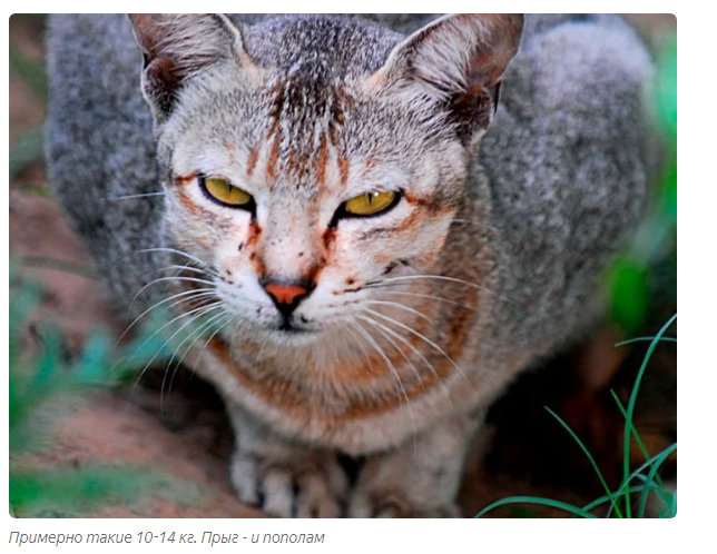 Jungle cat: you cannot take him home. - Animals, Jungle cat, Moscow Zoo, Informative, Longpost, Life stories, Small cats, Cat family, Predatory animals, Wild animals