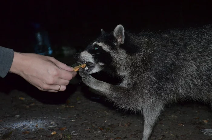 A raccoon came to visit us... - My, Raccoon, Little Raccoon, Everyone loves raccoons, Longpost