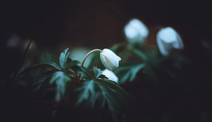 A few warm spring photos - My, The photo, Longpost, Helios-44, Soviet optics