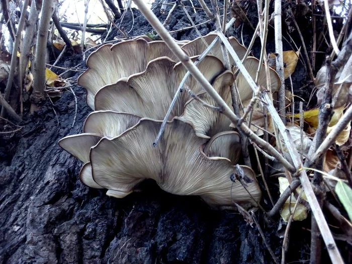 AND IT'S NOVEMBER IN OUR TOWN. - My, Town, November, Oyster mushroom, cat, Longpost