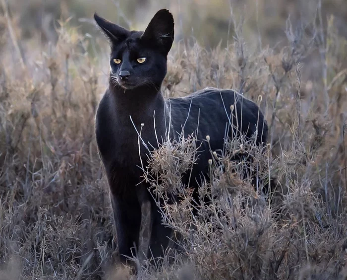Black serval - Serval, Small cats, Cat family, Predatory animals, Wild animals, The photo, Melanism, Africa