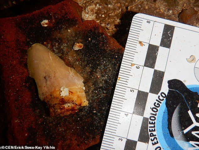 Teeth of a megalodon that lived 2.5 million years ago were discovered in the Gulf of Mexico. - Paleontology, Find, Teeth, Megalodon, Video, Longpost