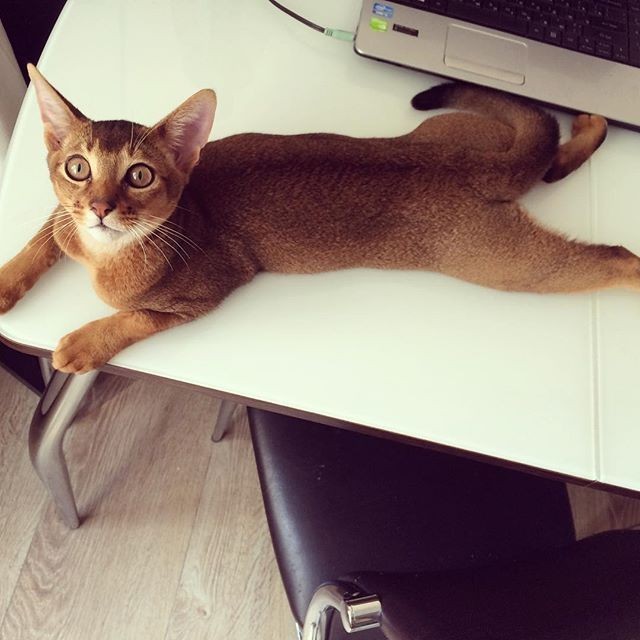 Abyssinian muchachos - My, Abyssinian cat, cat