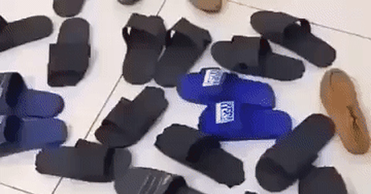 This couple was arrested for stealing flip-flops - Dog, GIF, Humor, Guilt, Accordion