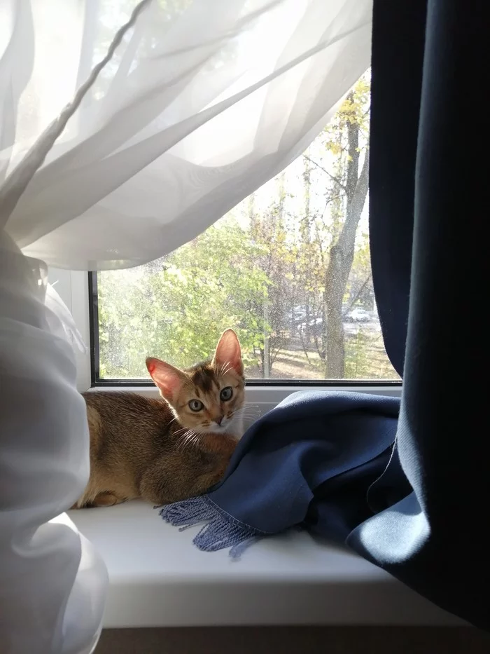 Sunbathing - My, Catomafia, Abyssinian cat, Longpost, cat